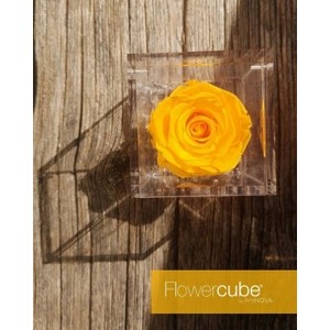Flowercube Amarillo 6*6