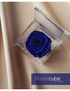 Flowercube Azul Oscuro Aromatica 6*6