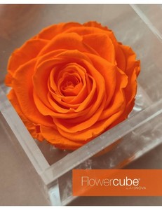 Flowercube Naranja Aromatica 6*6