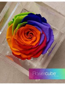 Flowercube Rainbow 6*6