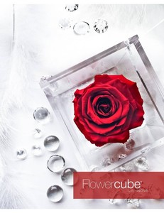 Flowercube Rojo aroamtica 10*10