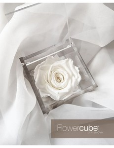 Flowercube blanca aromatica 6*6